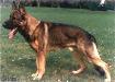 Small picture of SG Timmy von der b&ouml;sen Nachbarschaft